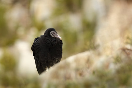 Coragyps atratus. Photographed in the Czech Republic. From bird life. Nature. Beautiful picture. Wildlife Mexico. Ugly black bird Black Vulture, Coragyps atratus, sitting in the green vegetation, birdの写真素材