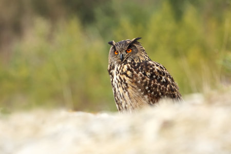 Bubo bubo. Owl in a natural environment. Wild nature of Czech. Autumn colors in the photo. Owl Photos.Owl. Photo was taken in the Czech Republic. Autumn orange wildlife, detail portrait of owl in theの写真素材