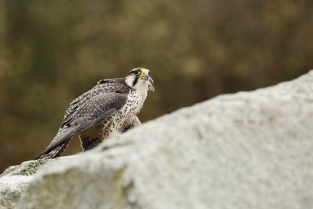 Falco biarmicus. Predator was photographed in the Czech Republic. Big predatory bird living in...