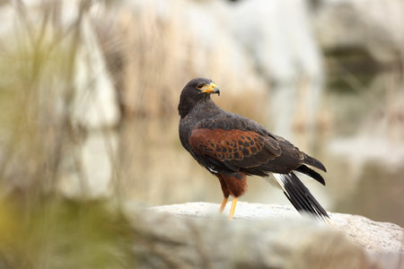 Parabuteo unicinctus. A medium-sized predatory bird of the Harrier family, ranging from the southwestern United States to the south to Chile and the central part of Argentina. Photographed in Czech. Nの写真素材