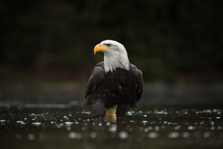 Haliaeetus leucocephalus. Bald Eagle is a big bird of prey living in North America. It is a national...
