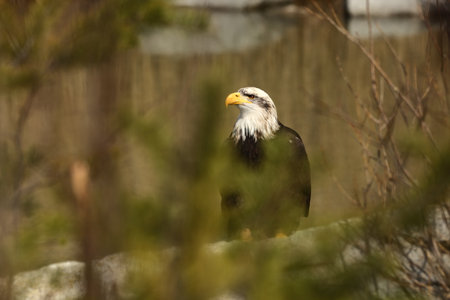 Haliaeetus leucocephalus. Bald Eagle is a big bird of prey living in North America. It is a national...