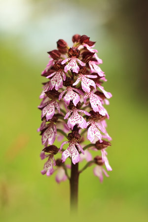 Orchis purpurea. This type of orchid grows mainly in Central Europe. In the Czech Republic it grows in Central, Eastern and Northern Bohemia. Moravia-more locations. Beautiful nature photos. Free natuの写真素材