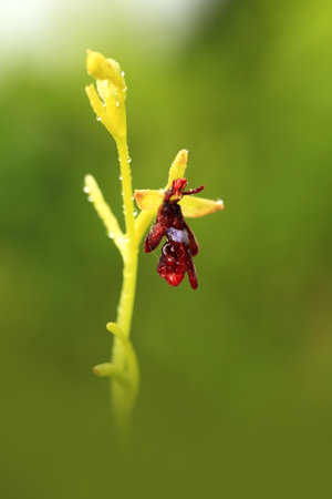 Orchidaceae. The wild nature of the Czech Republic. A rare plant of wild nature. Plant in the grass. Beautiful picture. Spring nature. Fly Orchid, Ophrys insectifera, flowering European terrestrial wiの写真素材