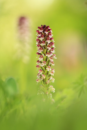 Orchis ustulata. The plant is found throughout Europe from northern Spain to southern Scandinavia. Grows in sunny meadows and pastures.の写真素材