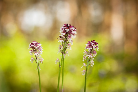Orchis ustulata. The plant is found throughout Europe from northern Spain to southern Scandinavia. Grows in sunny meadows and pastures.の写真素材