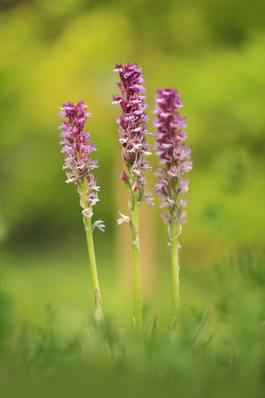 Orchis ustulata. The plant is found throughout Europe from northern Spain to southern Scandinavia. Grows in sunny meadows and pastures.の写真素材