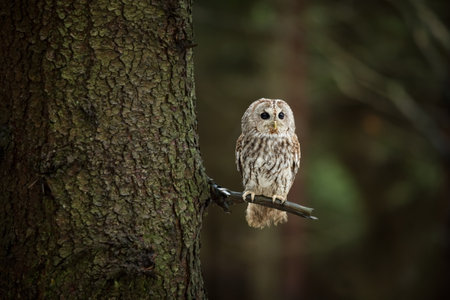 Strix aluco. Wild nature. Beautiful owl photo. Autumn nature of Czech. Beautiful colors in the photo. Bird on the photo. A rare bird.He lives in Europe, except for northern areas. Owl in the snowy forの写真素材