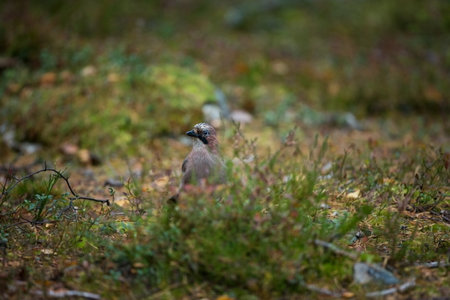 Garrulus glandarius. Mid-sized bird. Finnish nature. Karelia in Finland. Bird on the tree. Close-up portrait of beautiful jay. Portrait of nice bird Eurasian Jay, Garrulus glandarius, sitting on old tの写真素材