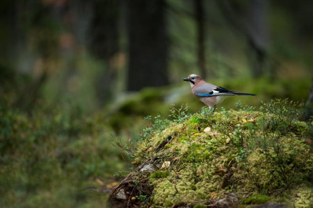 Garrulus glandarius. Mid-sized bird. Finnish nature. Karelia in Finland. Bird on the tree. Close-up portrait of beautiful jay. Portrait of nice bird Eurasian Jay, Garrulus glandarius, sitting on old tの写真素材