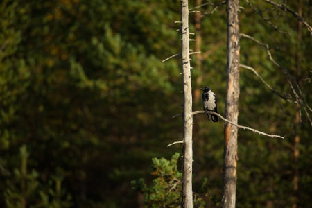 Corvus cornix. Mid-sized bird. Expanded throughout Europe. Photographed in Finland. Wild nature....