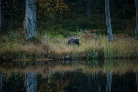 Gulo gulo. Finnish nature. Karelia. The wild nature of Europe. Beautiful picture. Rare species. Wolverine in autumn forest lake habitat. Animal running in autumn golden grass. Wolverine behavior in tの写真素材
