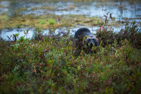 Gulo gulo. Finnish nature. Karelia. The wild nature of Europe. Beautiful picture. Rare species. Wolverine in autumn forest lake habitat. Animal running in autumn golden grass. Wolverine behavior in tの写真素材