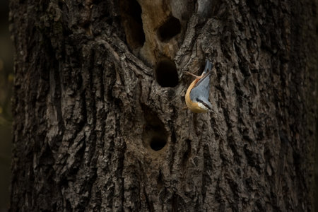Eurasian Nuthatch, Sitta europaea, beautiful yellow and blue-gray songbird sitting on the branch, bird in the nature forest habitat, Czech Republic. Sitta europaea. He lives throughout Europe. Wild nの写真素材