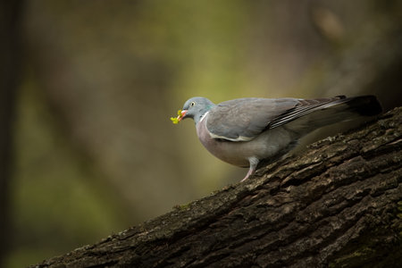 Columba palumbus. It occurs almost all over Europe. Wild nature of Czech. Spring nature. From bird...