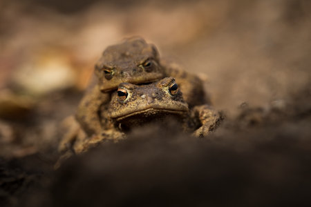 Bufo bufo. Expanded throughout Europe. Asia. Japan. Morocco and Algeria. In Tibet about 3000m. The...