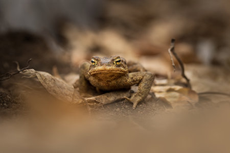 Bufo bufo. Expanded throughout Europe. Asia. Japan. Morocco and Algeria. In Tibet about 3000m. The wild nature of the Czech Republic. Spring nature. From Frog Life. Free nature. European nature. Frogの写真素材