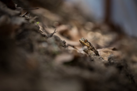 Bufo bufo. Expanded throughout Europe. Asia. Japan. Morocco and Algeria. In Tibet about 3000m. The...