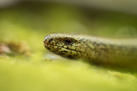 Anguis fragilis. Expanded throughout Europe. Not in Scandinavia. The wild nature of the Czech...