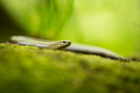 Anguis fragilis. Expanded throughout Europe. Not in Scandinavia. The wild nature of the Czech...