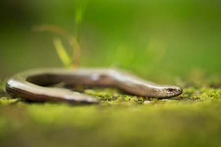 Anguis fragilis. Expanded throughout Europe. Not in Scandinavia. The wild nature of the Czech Republic. From the life of reptiles. Free nature. Spring. Photographed in the Czech Republic. Forest. Natuの写真素材