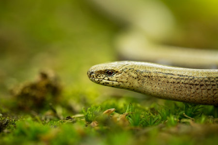 Anguis fragilis. Expanded throughout Europe. Not in Scandinavia. The wild nature of the Czech Republic. From the life of reptiles. Free nature. Spring. Photographed in the Czech Republic. Forest. Natuの写真素材