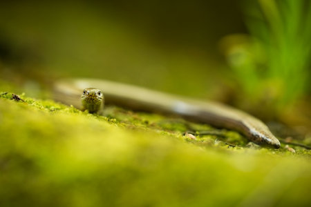Anguis fragilis. Expanded throughout Europe. Not in Scandinavia. The wild nature of the Czech Republic. From the life of reptiles. Free nature. Spring. Photographed in the Czech Republic. Forest. Natuの写真素材