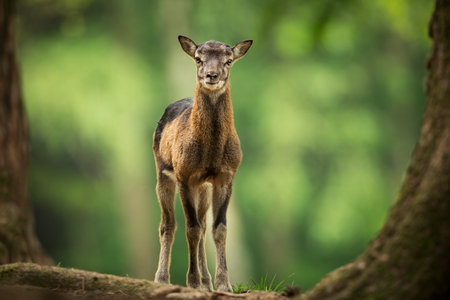 Ovis musimon. Photographed in the Czech Republic. Beautiful nature of the Czech Republic. Beautiful picture. Spring nature. Expanded throughout Europe. From animal life. Europe. Czech Republic. Natureの写真素材