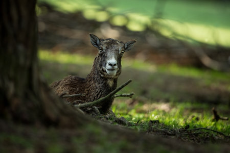 Ovis musimon. Photographed in the Czech Republic. Beautiful nature of the Czech Republic. Beautiful picture. Spring nature. Expanded throughout Europe. From animal life. Europe. Czech Republic. Natureの写真素材