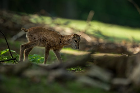 Ovis musimon. Photographed in the Czech Republic. Beautiful nature of the Czech Republic. Beautiful picture. Spring nature. Expanded throughout Europe. From animal life. Europe. Czech Republic. Natureの写真素材