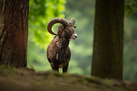 Ovis musimon. Photographed in the Czech Republic. Beautiful nature of the Czech Republic. Beautiful picture. Spring nature. Expanded throughout Europe. From animal life. Europe. Czech Republic. Natureの写真素材