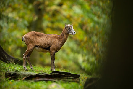 Ovis musimon. Photographed in the Czech Republic. Beautiful nature of the Czech Republic. Beautiful picture. Spring nature. Expanded throughout Europe. From animal life. Europe. Czech Republic. Natureの写真素材