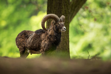 Ovis musimon. Photographed in the Czech Republic. Beautiful nature of the Czech Republic. Beautiful picture. Spring nature. Expanded throughout Europe. From animal life. Europe. Czech Republic. Natureの写真素材