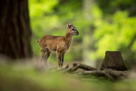 Ovis musimon. Photographed in the Czech Republic. Beautiful nature of the Czech Republic. Beautiful picture. Spring nature. Expanded throughout Europe. From animal life. Europe. Czech Republic. Natureの写真素材
