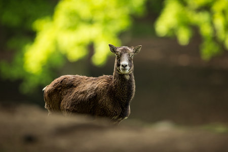 Ovis musimon. Photographed in the Czech Republic. Beautiful nature of the Czech Republic. Beautiful picture. Spring nature. Expanded throughout Europe. From animal life. Europe. Czech Republic. Natureの写真素材