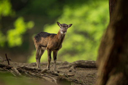 Ovis musimon. Photographed in the Czech Republic. Beautiful nature of the Czech Republic. Beautiful picture. Spring nature. Expanded throughout Europe. From animal life. Europe. Czech Republic. Natureの写真素材