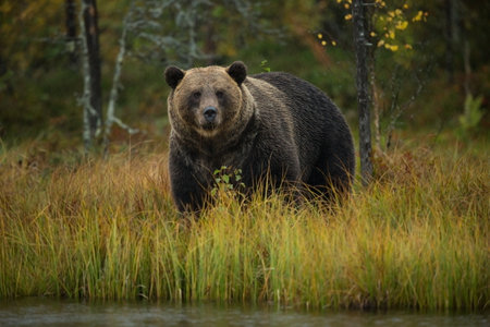 Ursus arctos. The brown bear is the largest predator in Europe. He lives in Europe, Asia and North America. Wildlife of Finland. Photographed in Finland-Karelia. Beautiful picture. From the life of thの写真素材
