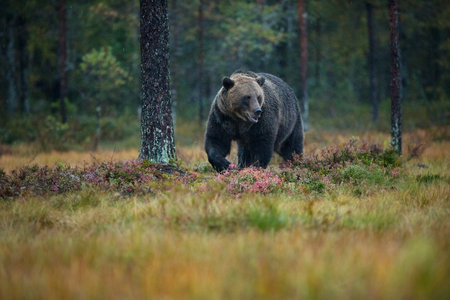 Ursus arctos. The brown bear is the largest predator in Europe. He lives in Europe, Asia and North...