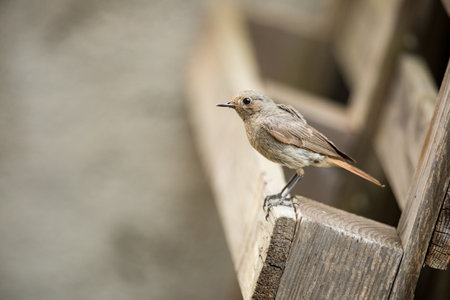 Phoenicurus ochruros. Little bird. Expanded throughout Europe and Asia. Free nature. Spring nature. From bird life. Photographed in the Czech Republic. Beautiful picture. Spring. Czech Republic. Europの写真素材