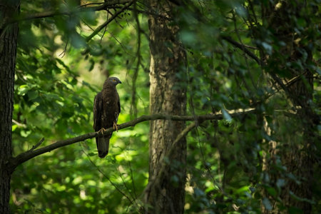 Pernis apivorus. Enlarged in Europe and West Asia. The wild nature of the Czech Republic. Beautiful image of nature. Wild nature. From bird life. Czech Republic. Photographed in the Czech Republic. Frの写真素材