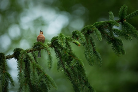 Fringilla coelebs. Photographed in the Czech Republic. Spring nature. From bird life. Bird on the tree. Green Tree. Beautiful picture. The wild nature of the Czech Republic. Europe. Czech Republic. Spの写真素材