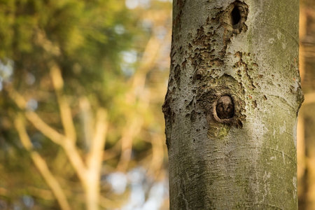 Aegolius funereus. Photographed in the Czech Republic. The wild nature of Europe. Free nature. Beautiful picture. Owl on the tree. Rare species. Spring nature. Spring. Czech Republic. Europe. Color imの写真素材