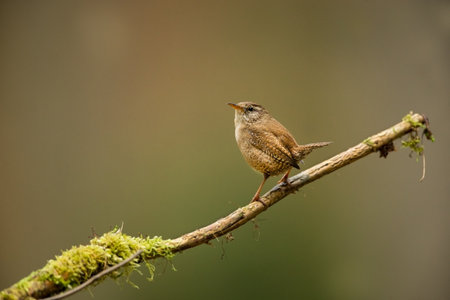 Troglodytes troglodytes. Wild nature. From the life of birds. Beautiful picture. Nature of the Czech Republic. Bird in the forest.の写真素材