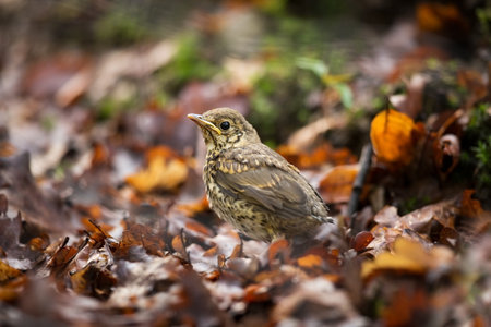 Turdus philomelos. It is spread throughout Europe. Wild nature of Czech. Bird in leaves. Young. Free nature. From bird life. Beautiful picture. Spring nature. Forest. Czech Republic. Color image.の写真素材