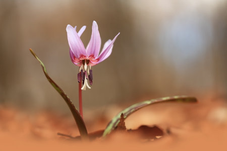 Erythronium dens-canis. It is the only species of the genus Erythronium growing in Europe. It is widespread in southern and central Europe. Free nature. A beautiful picture of a plant. Spring nature.の写真素材