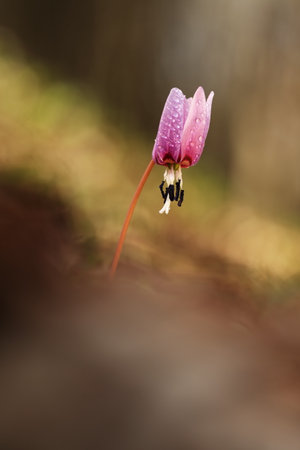 Erythronium dens-canis. It is the only species of the genus Erythronium growing in Europe. It is widespread in southern and central Europe. Free nature. A beautiful picture of a plant. Spring nature.の写真素材