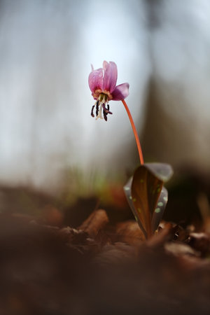 Erythronium dens-canis. It is the only species of the genus Erythronium growing in Europe. It is widespread in southern and central Europe. Free nature. A beautiful picture of a plant. Spring nature.の写真素材