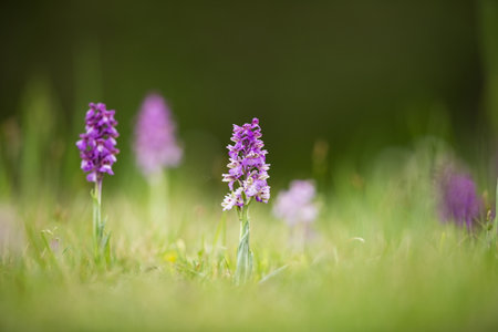 Orchis morio. Orchid in nature in the Czech Republic. Wild nature. A very rare plant. Plant photographed in the morning. The sun in the photo. Beautiful nature. Wild orchids on the morning meadow. Natの写真素材