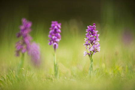 Orchis morio. Orchid in nature in the Czech Republic. Wild nature. A very rare plant. Plant photographed in the morning. The sun in the photo. Beautiful nature. Wild orchids on the morning meadow. Natの写真素材