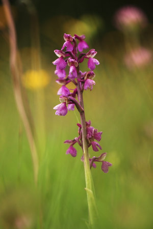 Orchis morio. Orchid in nature in the Czech Republic. Wild nature. A very rare plant. Plant photographed in the morning. The sun in the photo. Beautiful nature. Wild orchids on the morning meadow. Natの写真素材
